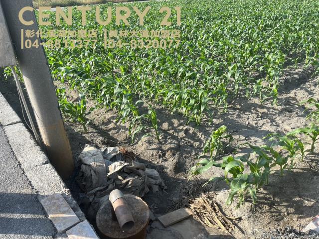 雲林土庫農地-5